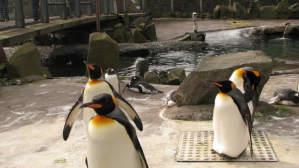 Edinburgh Zoo